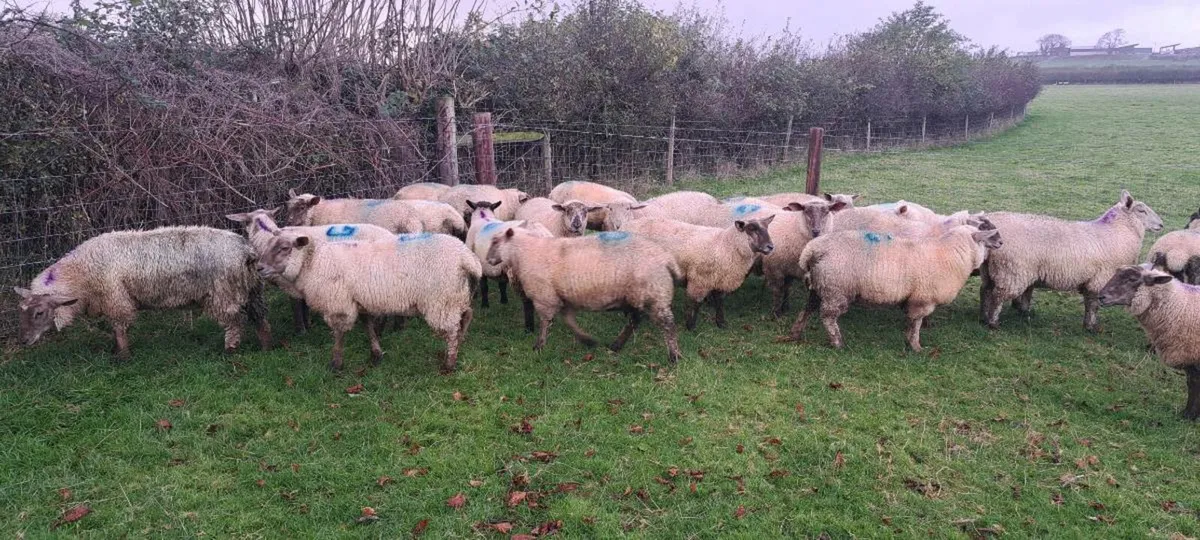 Ewe lambs - Image 2