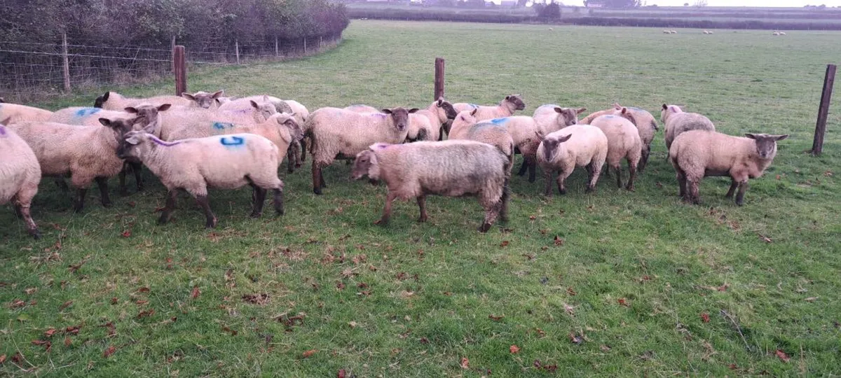 Ewe lambs - Image 4