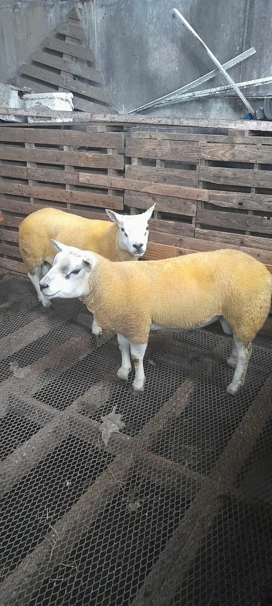 2 Pure Bred Texel Shearling Rams - Image 1