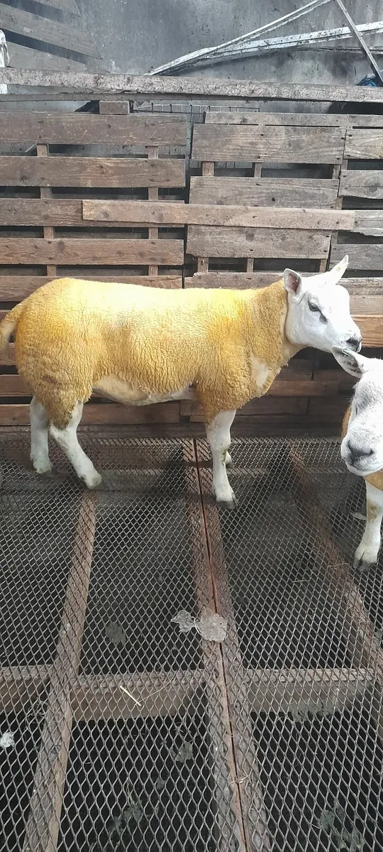 2 Pure Bred Texel Shearling Rams - Image 2