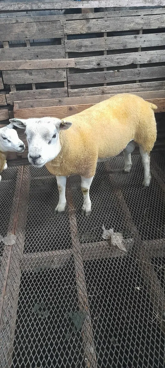 2 Pure Bred Texel Shearling Rams - Image 3
