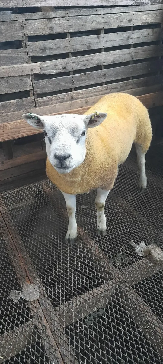 2 Pure Bred Texel Shearling Rams - Image 4