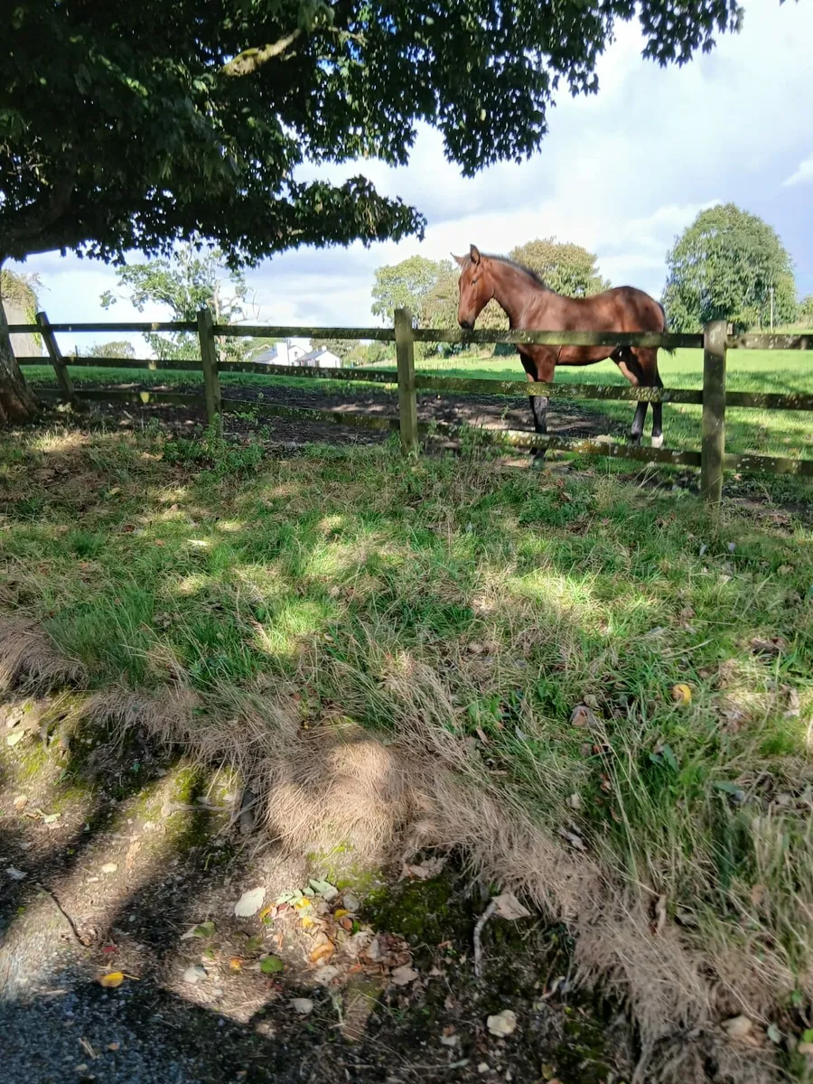 Draft Colt Foal - Image 2