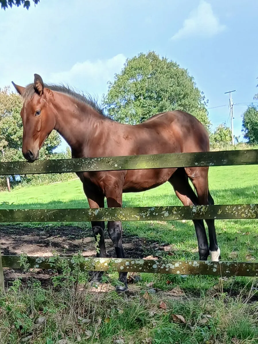 Draft Colt Foal - Image 1