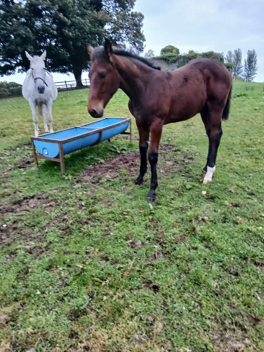 Draft Colt Foal - Image 3