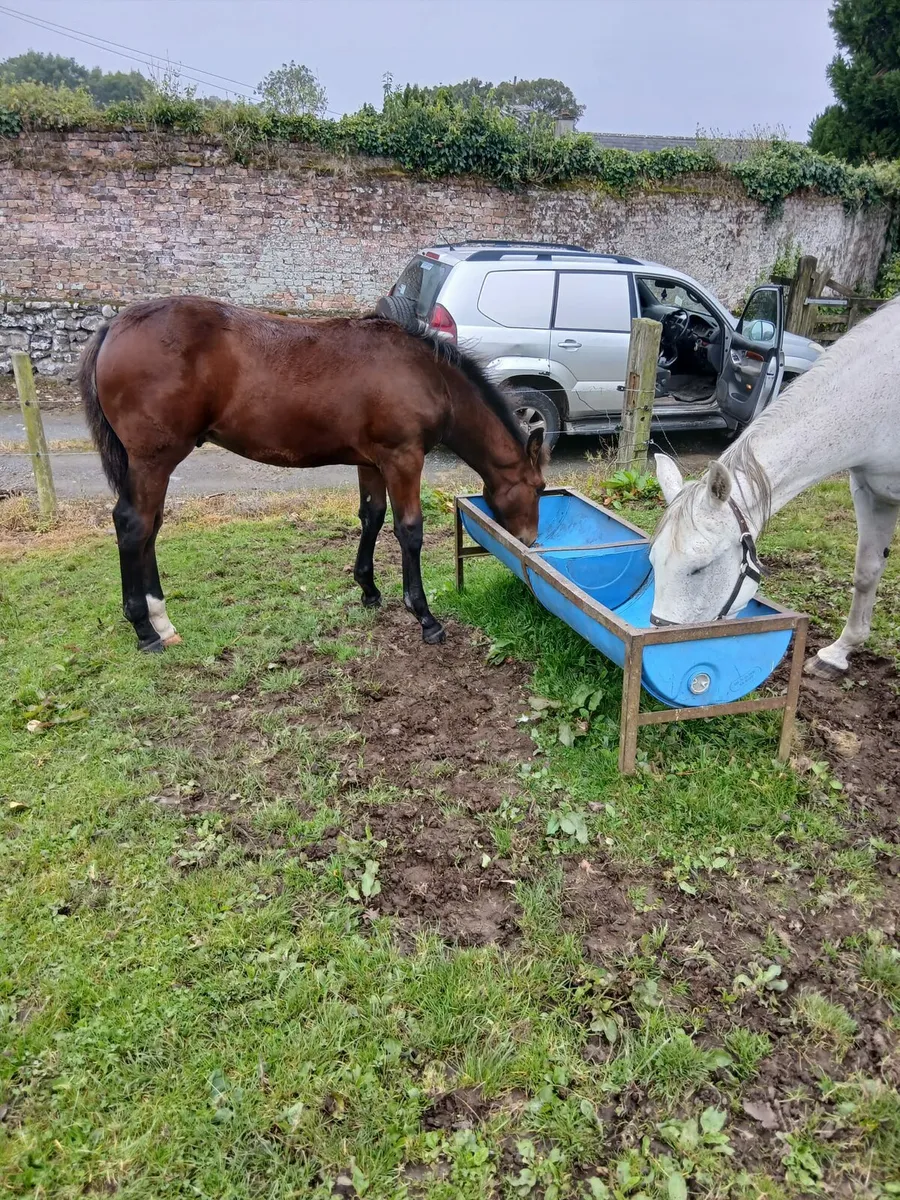 Draft Colt Foal - Image 4