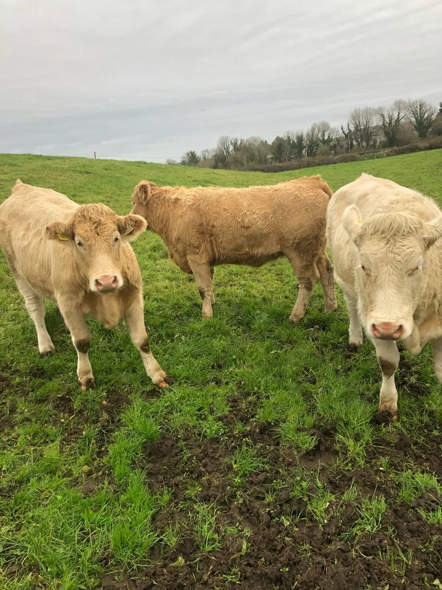 S.C.E.P eligible heifers - Image 1