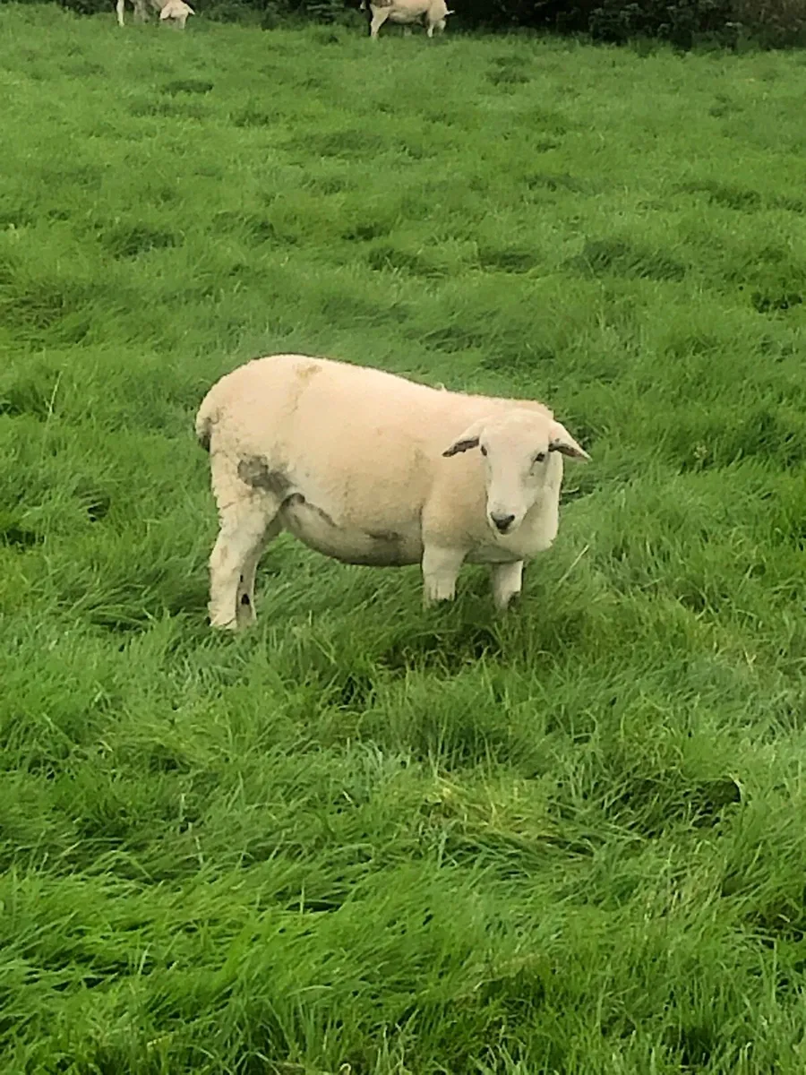 Easycare Ewe Lambs - Image 1