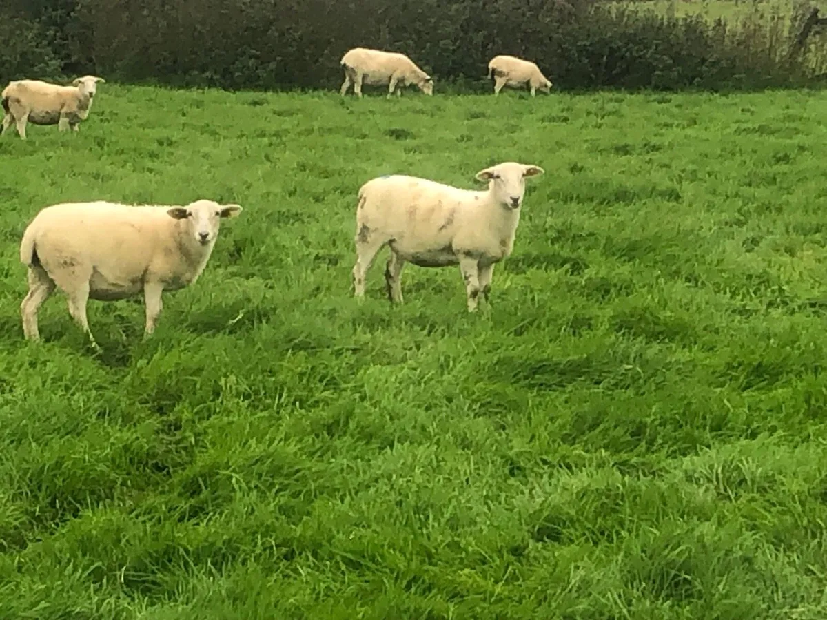 Easycare Ewe Lambs - Image 2