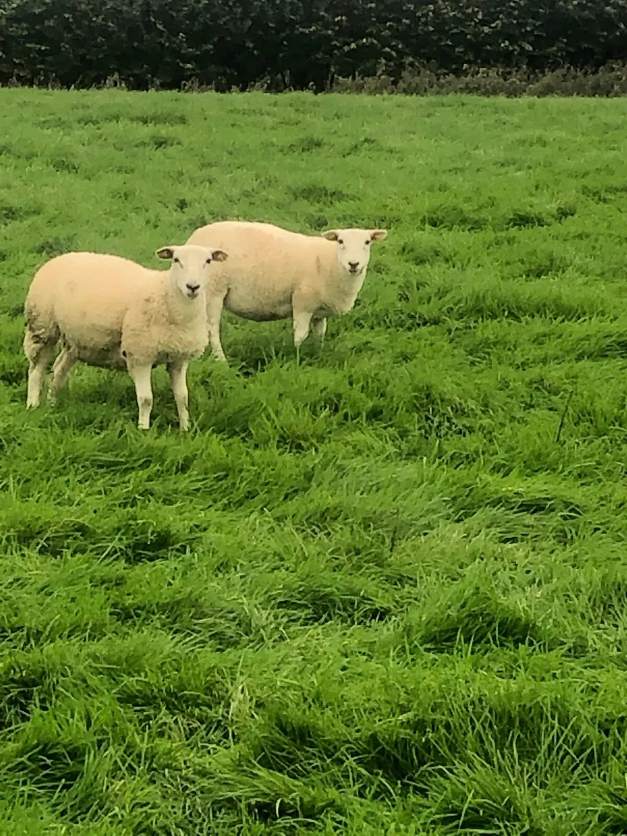 Easycare Ewe Lambs - Image 3