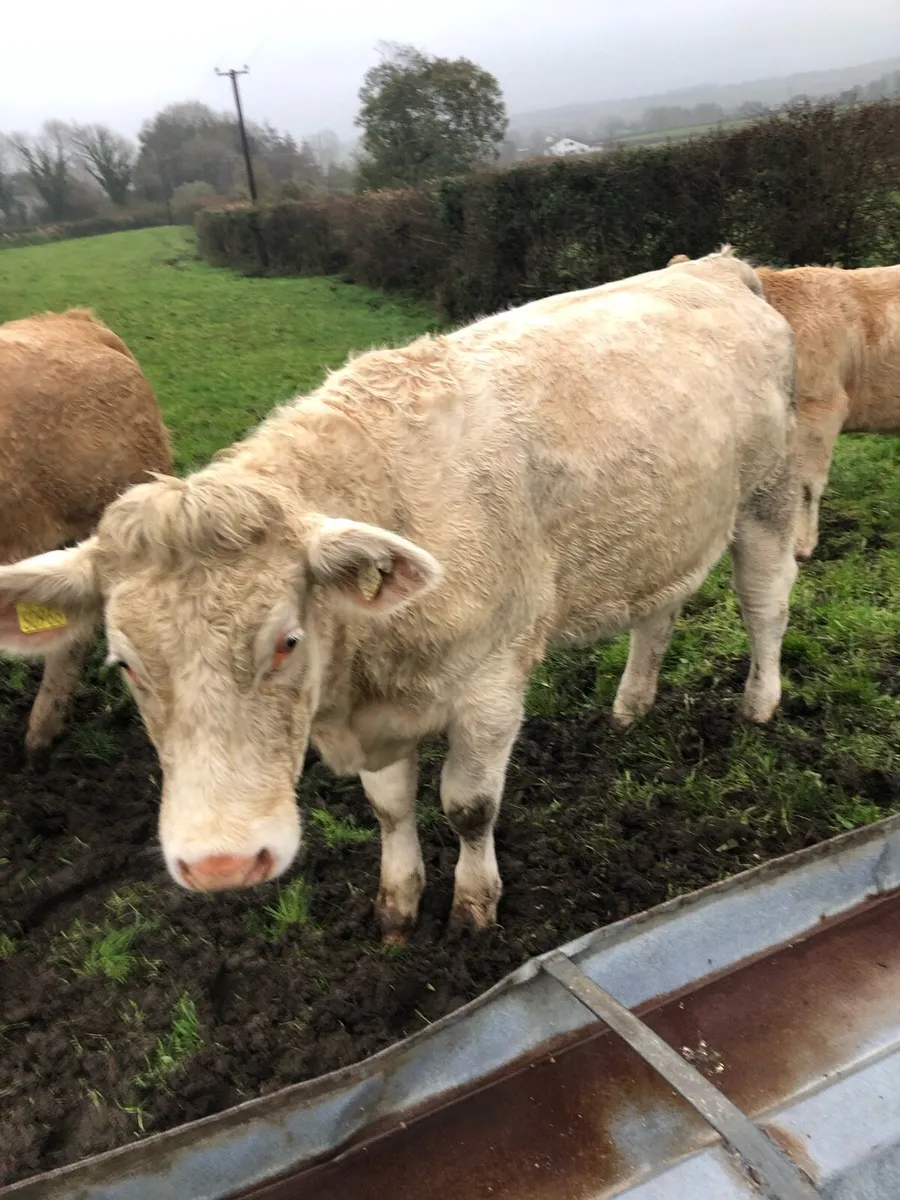 S.C.E.P eligible heifers - Image 2