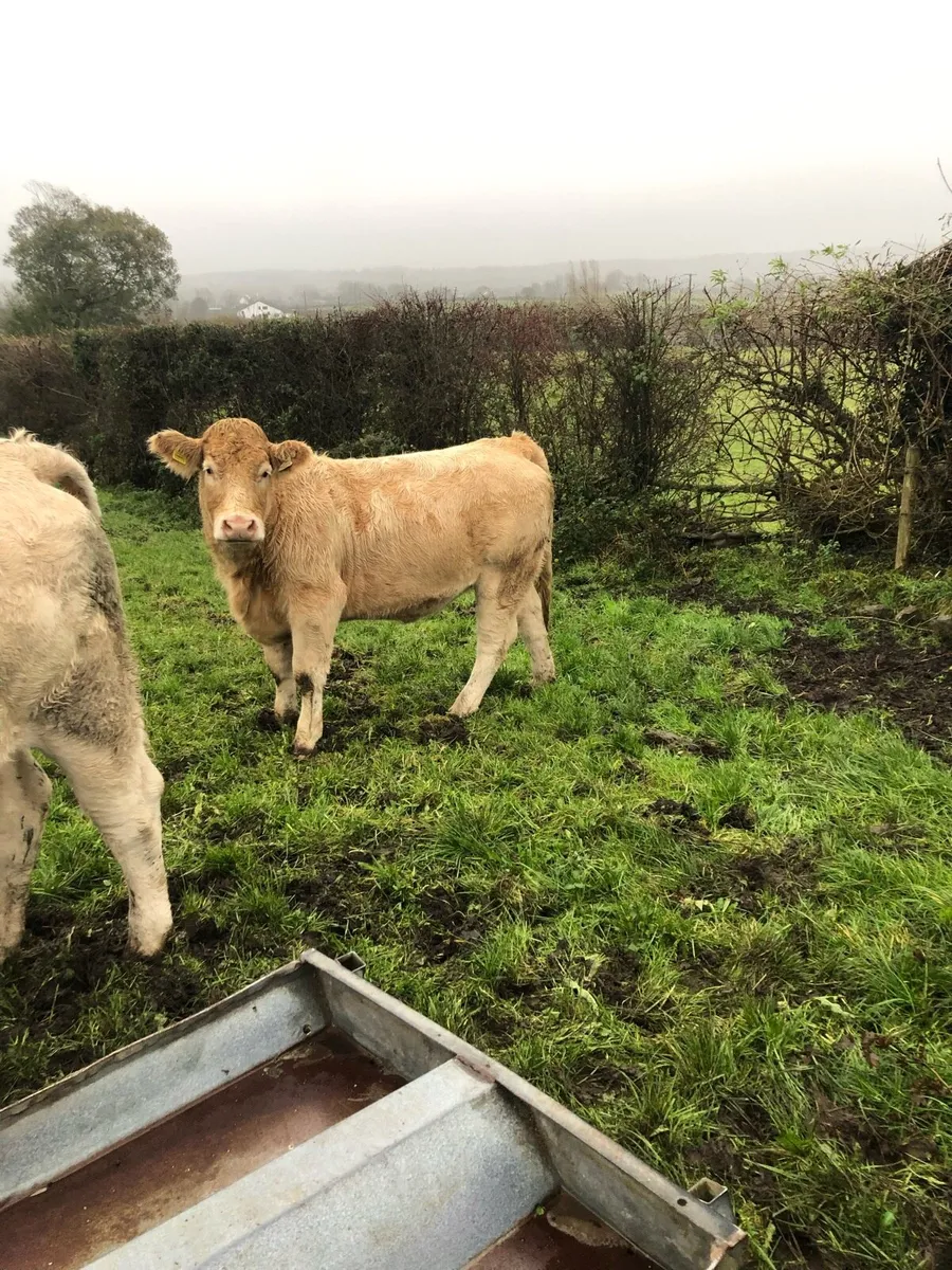 S.C.E.P eligible heifers - Image 3