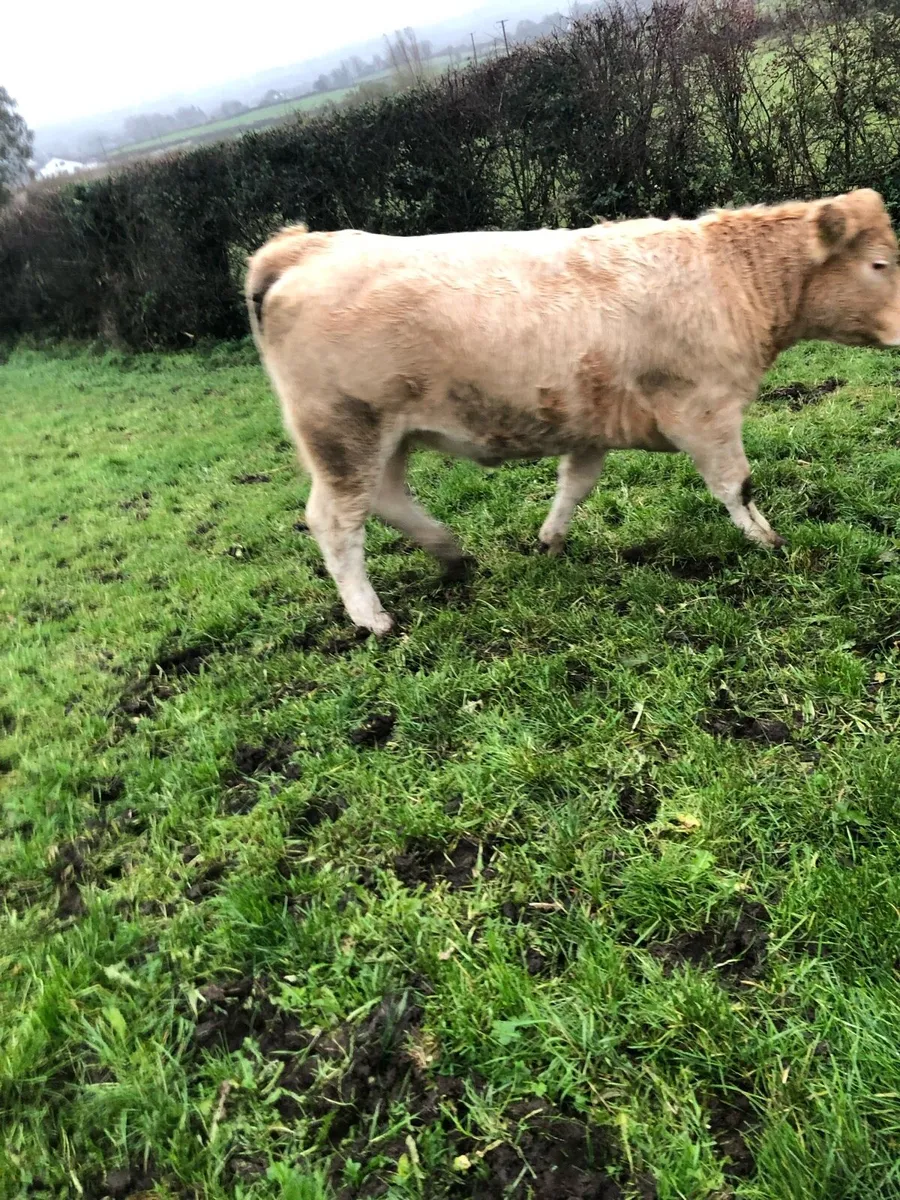 S.C.E.P eligible heifers - Image 4