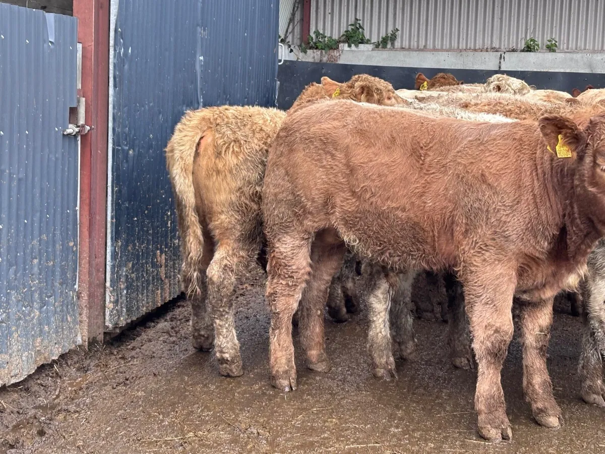 14 super Charlaois bull Weanlings for sale - Image 2