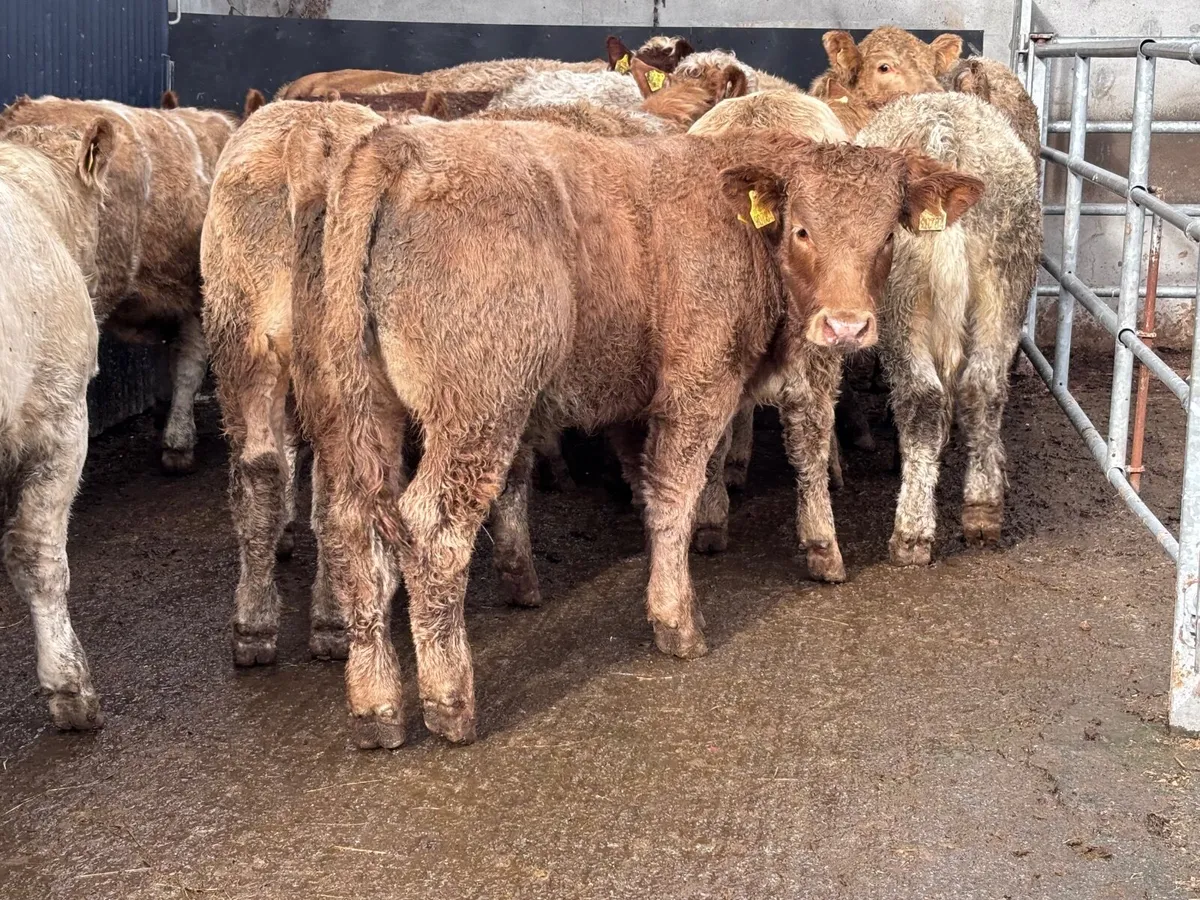 14 super Charlaois bull Weanlings for sale - Image 3