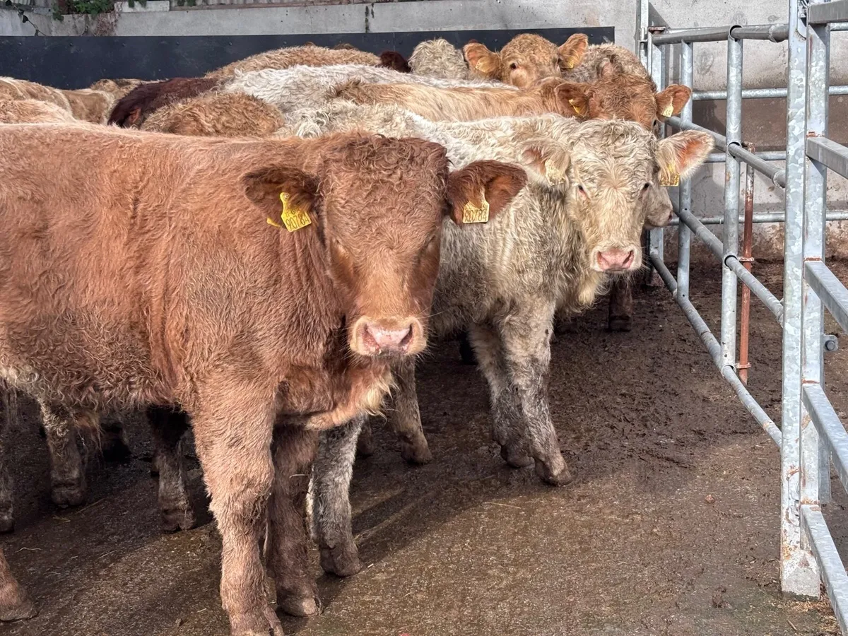 14 super Charlaois bull Weanlings for sale - Image 4