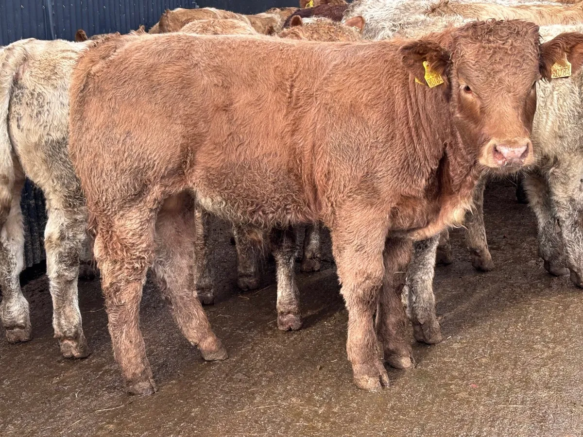 14 super Charlaois bull Weanlings for sale - Image 1