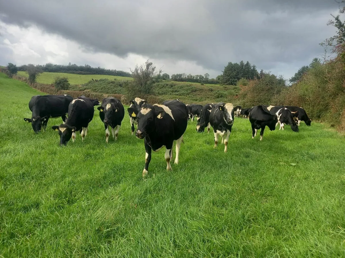 11 PBR In Calf Dairy Heifers - Ave EBI 201 - Image 2