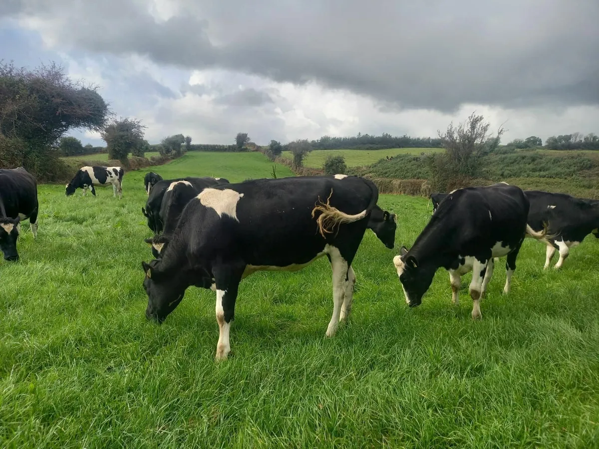 11 PBR In Calf Dairy Heifers - Ave EBI 201 - Image 1