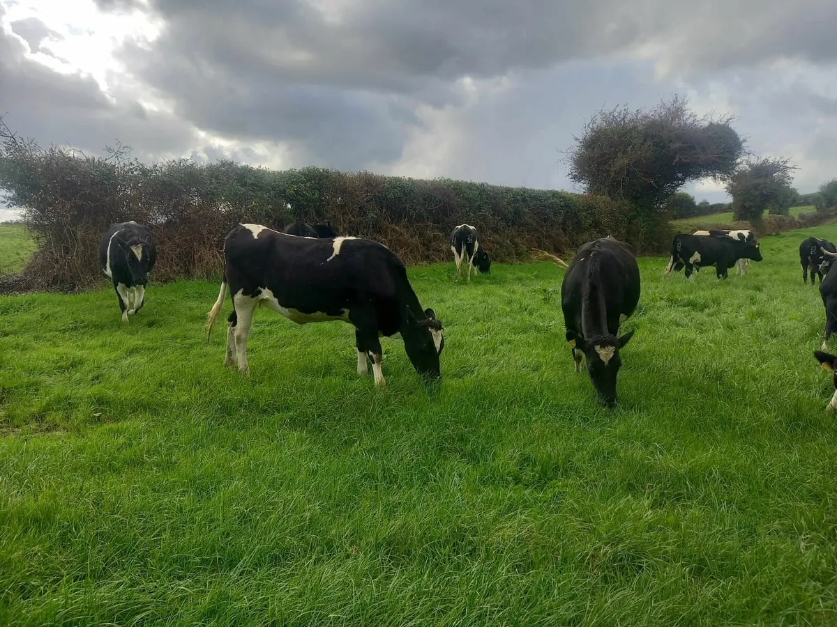 11 PBR In Calf Dairy Heifers - Ave EBI 201 - Image 3