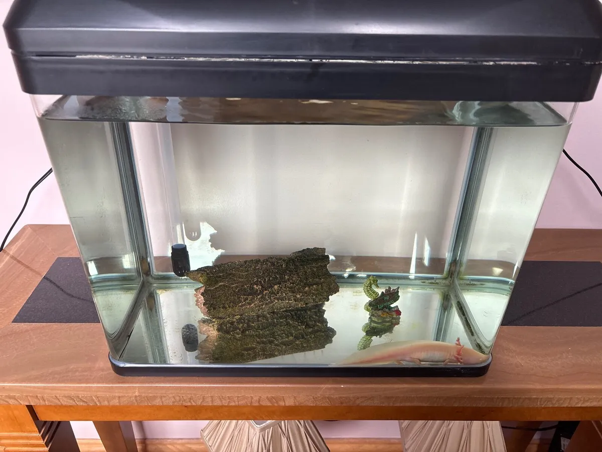 Fish tank with Axolotyl - Image 1