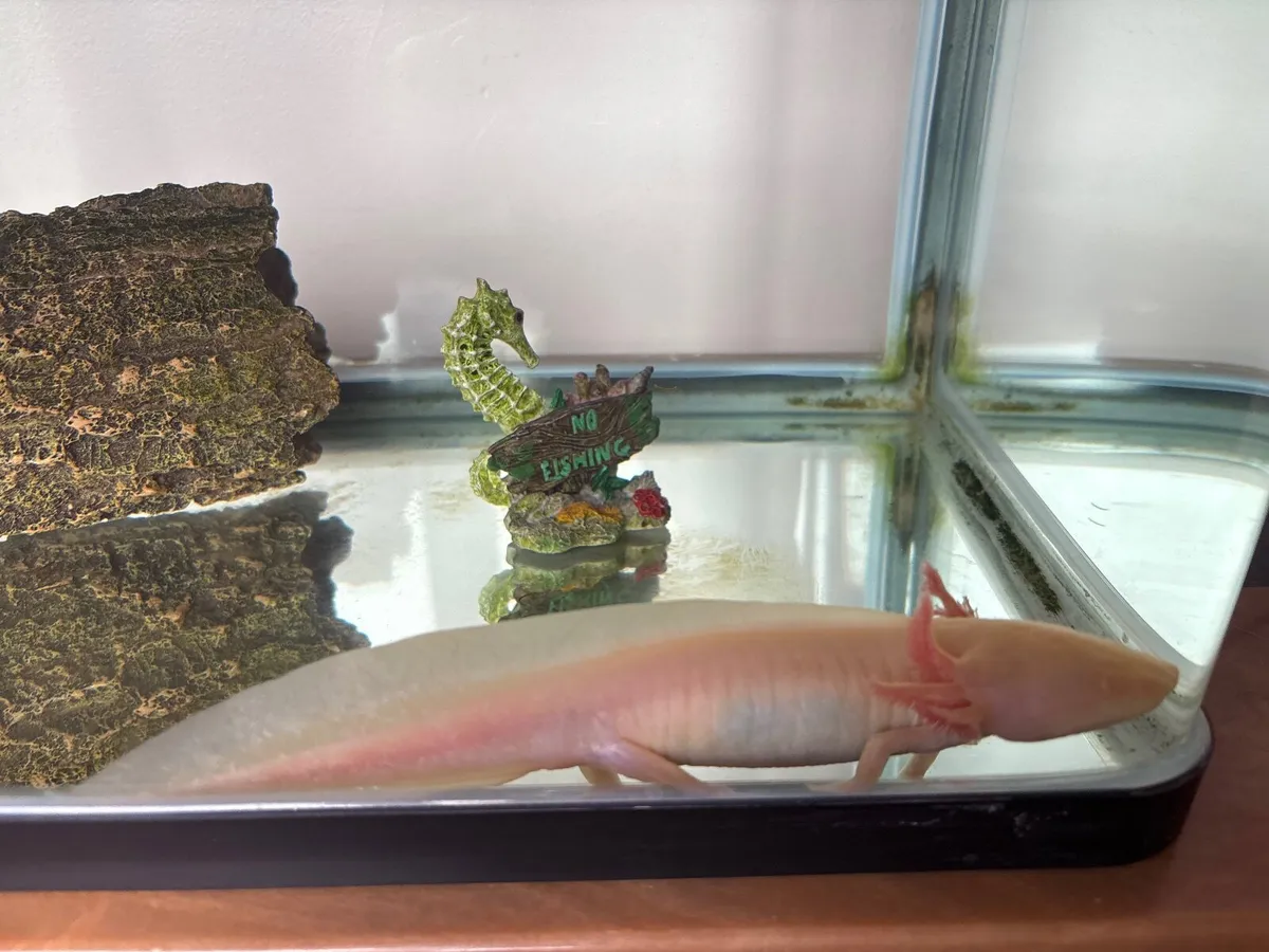 Fish tank with Axolotyl - Image 2