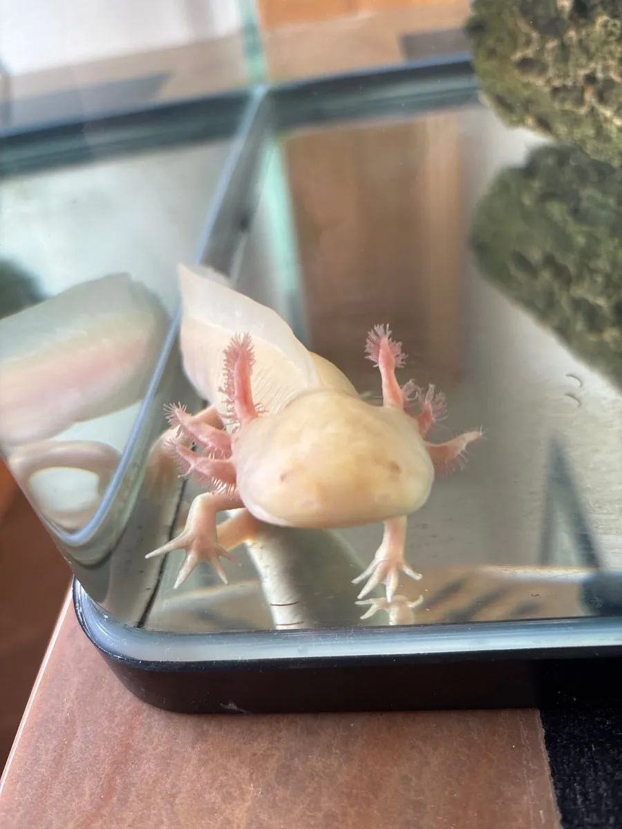 Fish tank with Axolotyl - Image 3