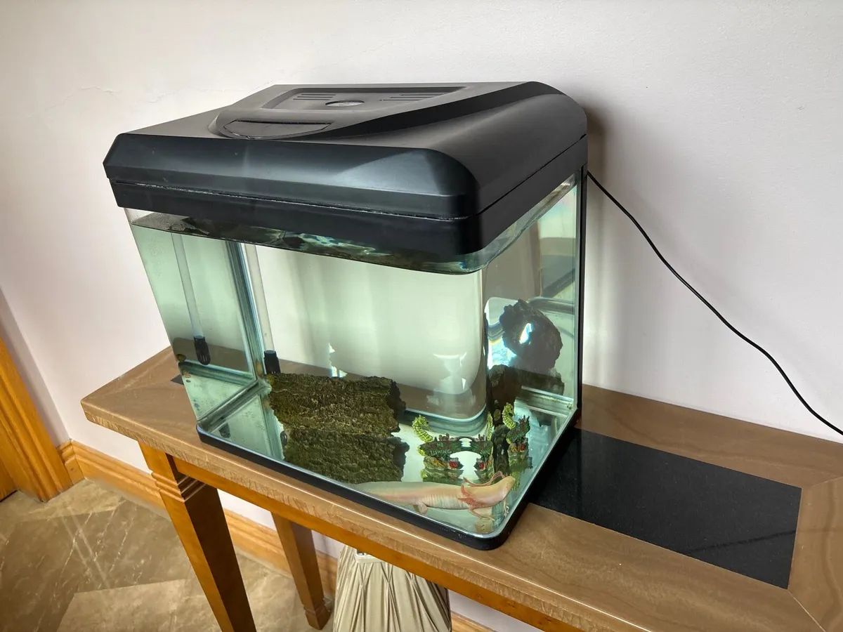 Fish tank with Axolotyl - Image 4