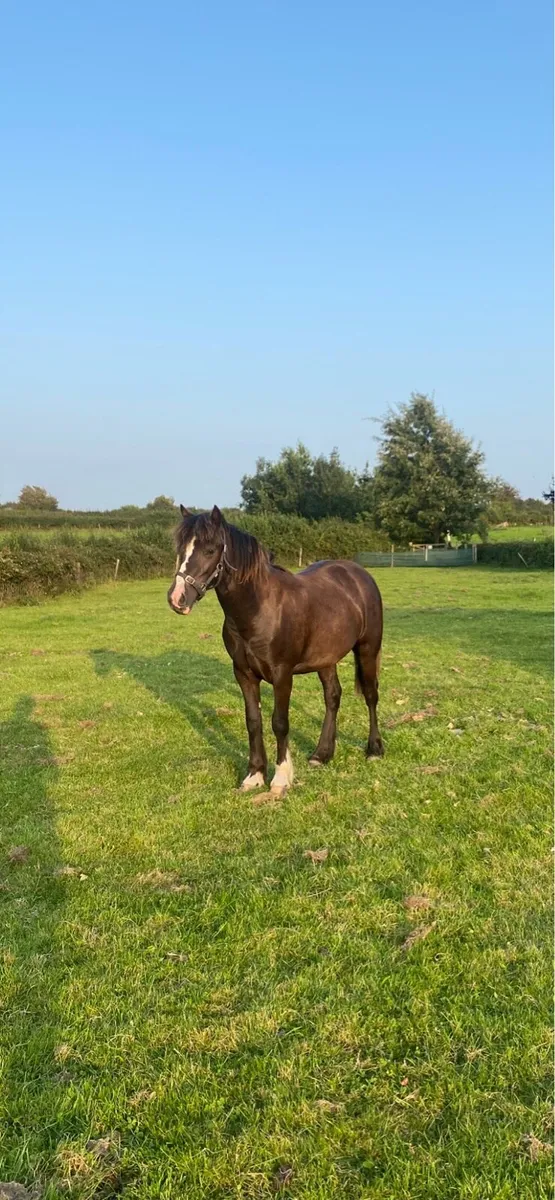 ✨Yearling Connemara x✨ - Image 1