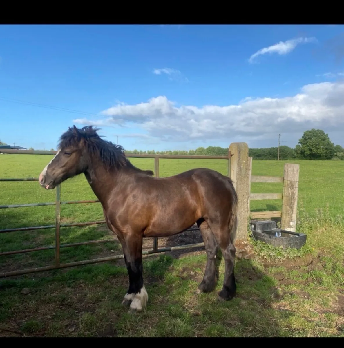 ✨Yearling Connemara x✨ - Image 2