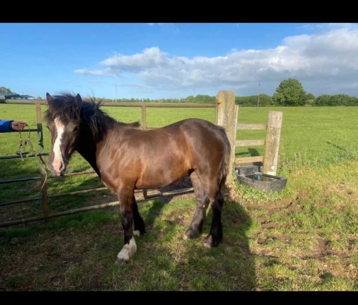 ✨Yearling Connemara x✨ - Image 3