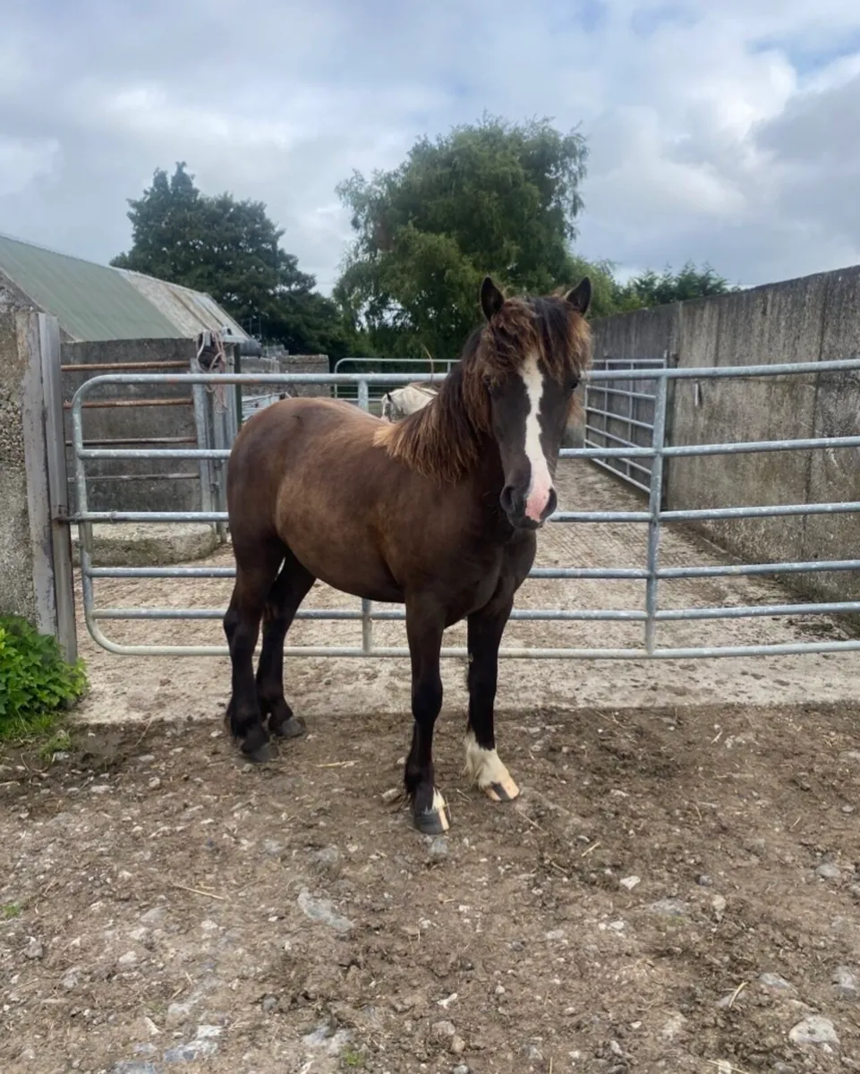 ✨Yearling Connemara x✨ - Image 4