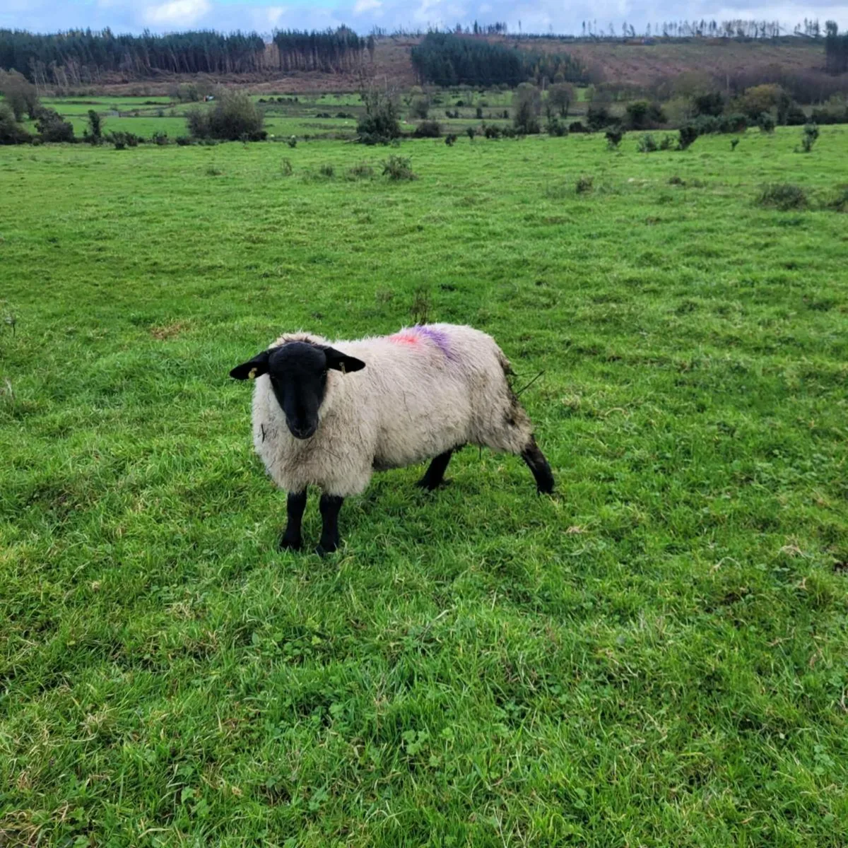 Ram lambs fully organic - Image 2