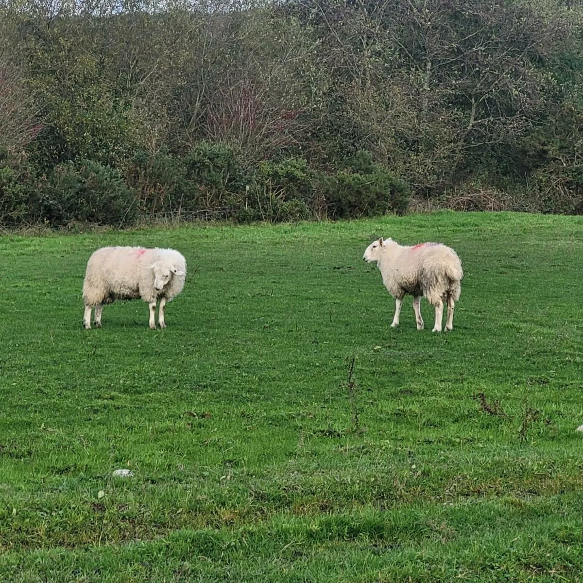 Ram lambs fully organic - Image 3