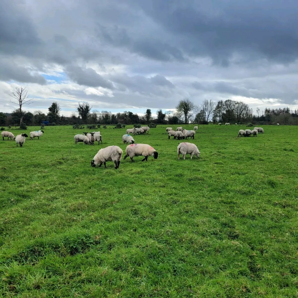 Ram lambs fully organic - Image 1