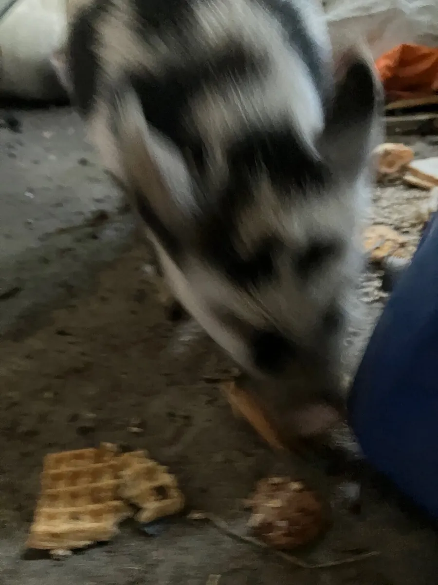 Pet Kune Kune pigs - Image 2