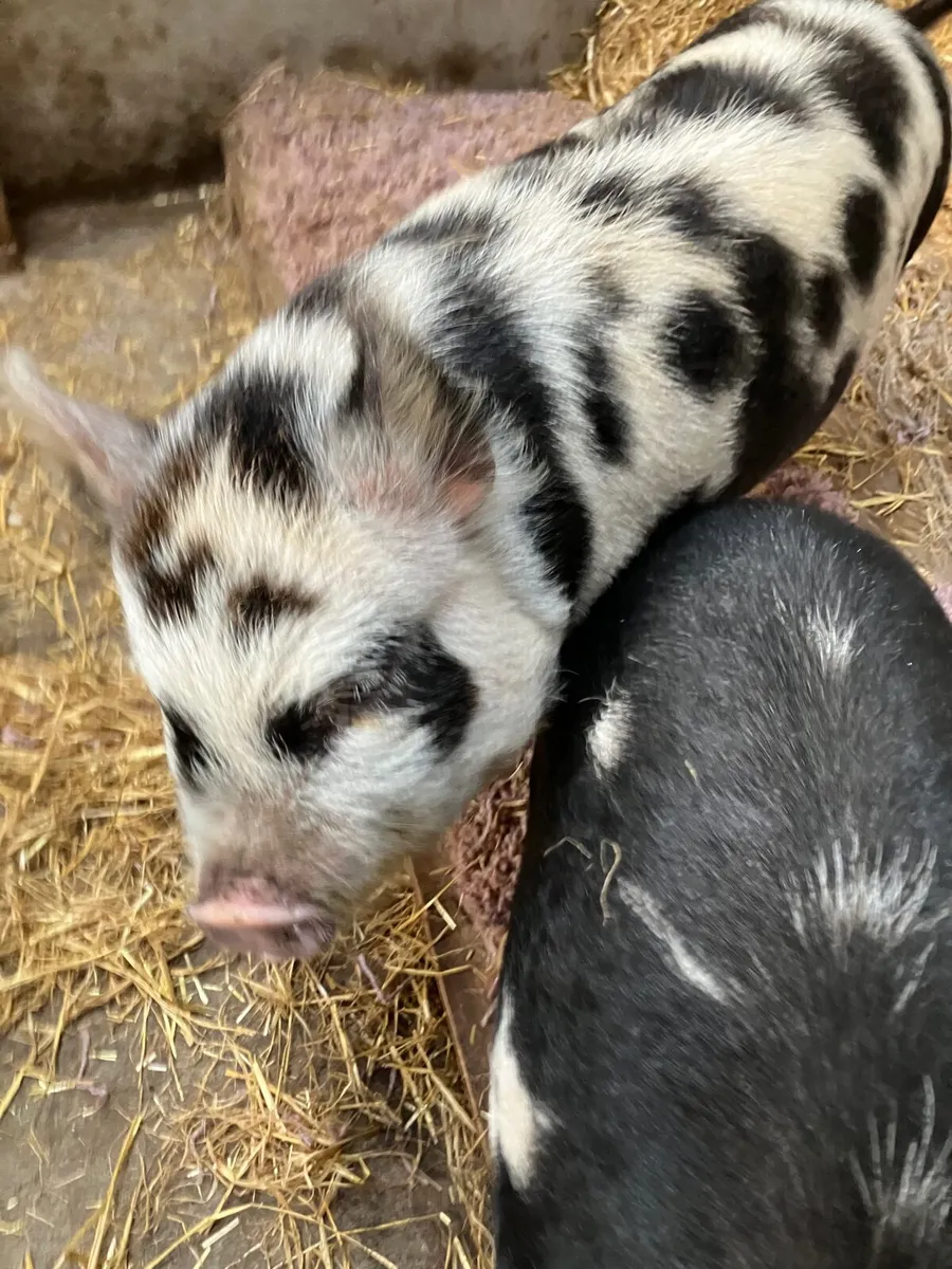 Pet Kune Kune pigs - Image 1
