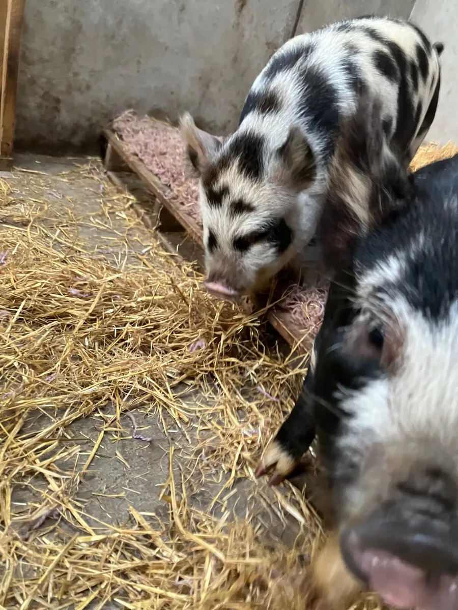 Pet Kune Kune pigs - Image 3