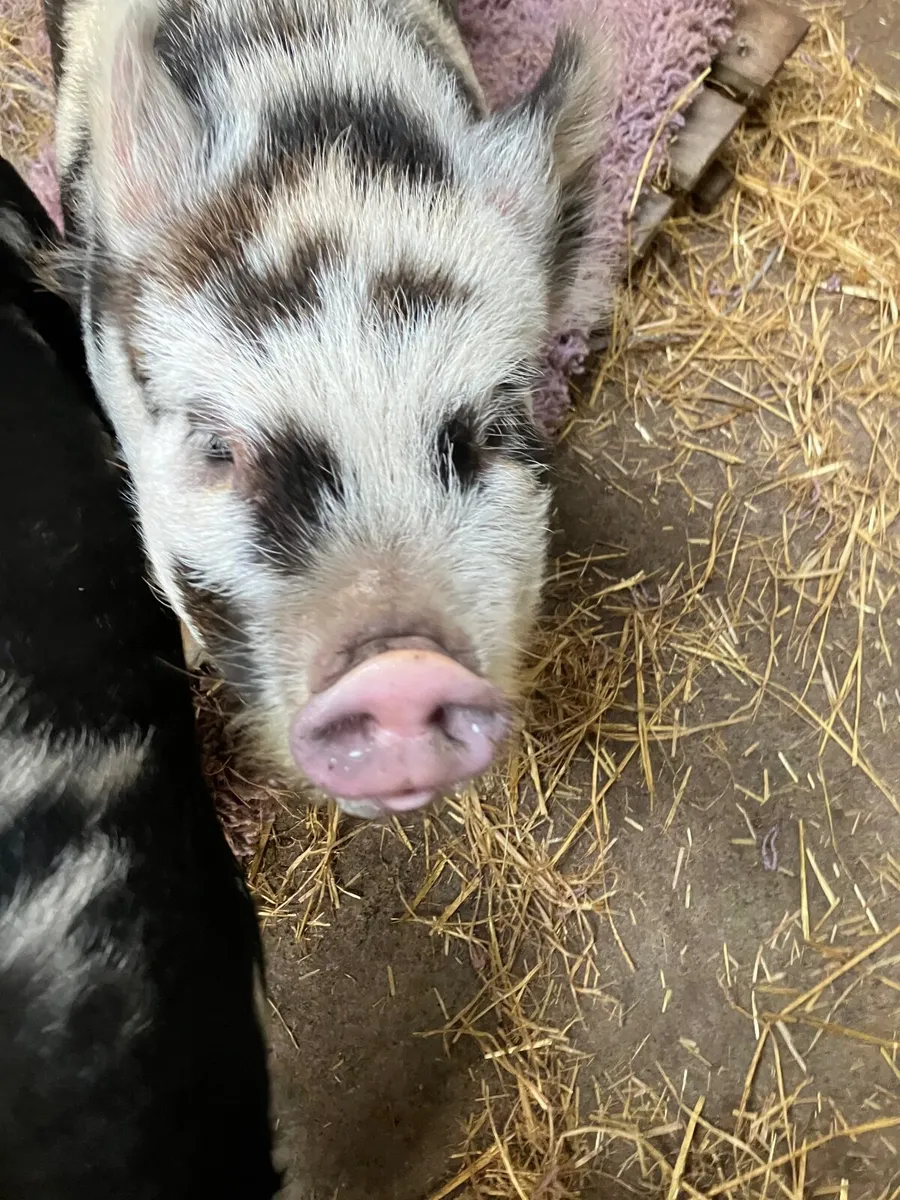 Pet Kune Kune pigs - Image 4