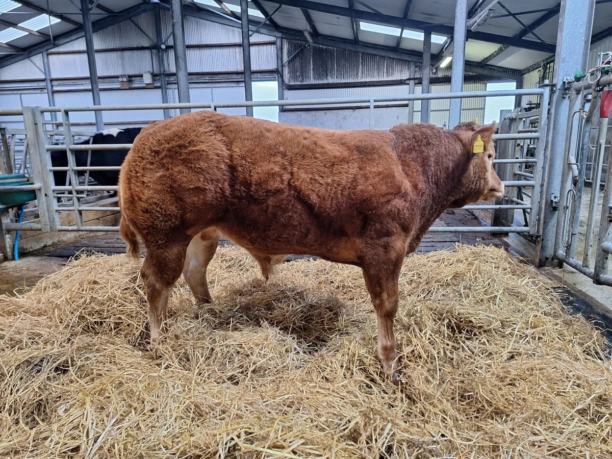 Super limousin  bull calf - Image 1