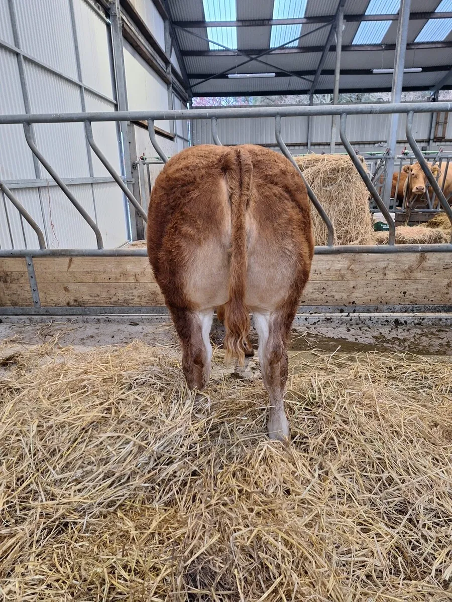 Super limousin  bull calf - Image 2