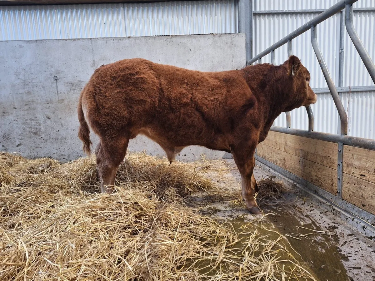 Super limousin  bull calf - Image 3