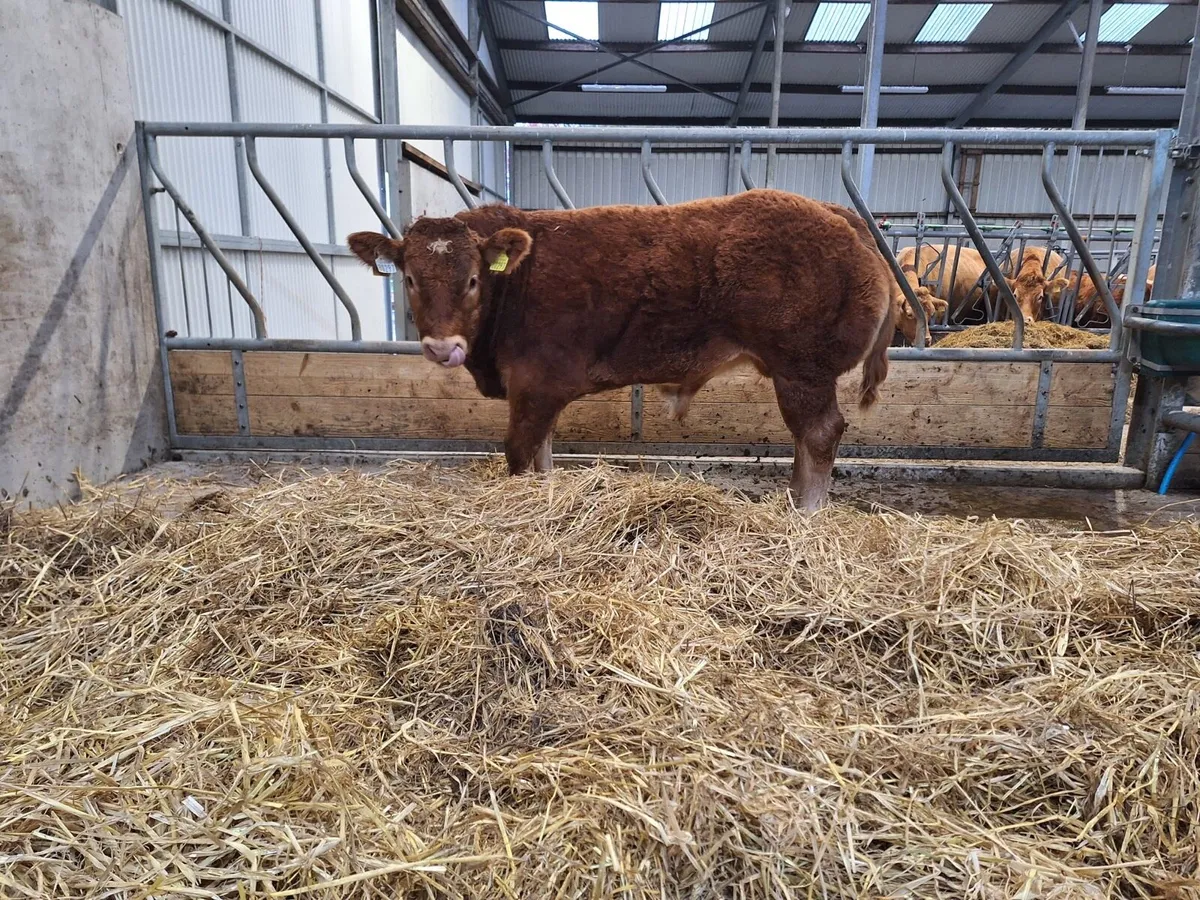 Super limousin  bull calf - Image 4