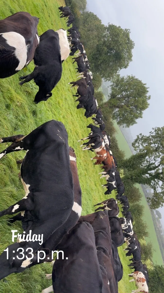 Contract Rearer Available 2026