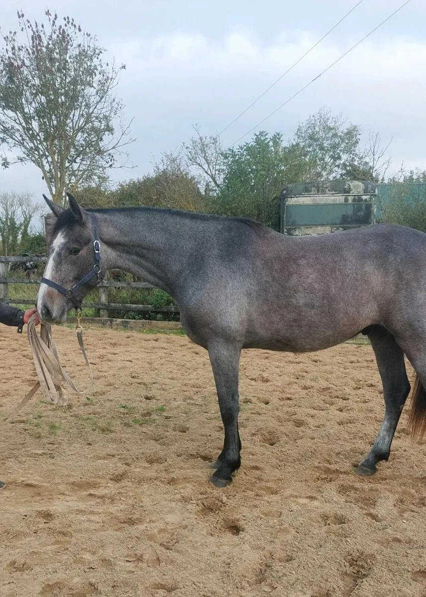 Traditional Irish horse - Image 1