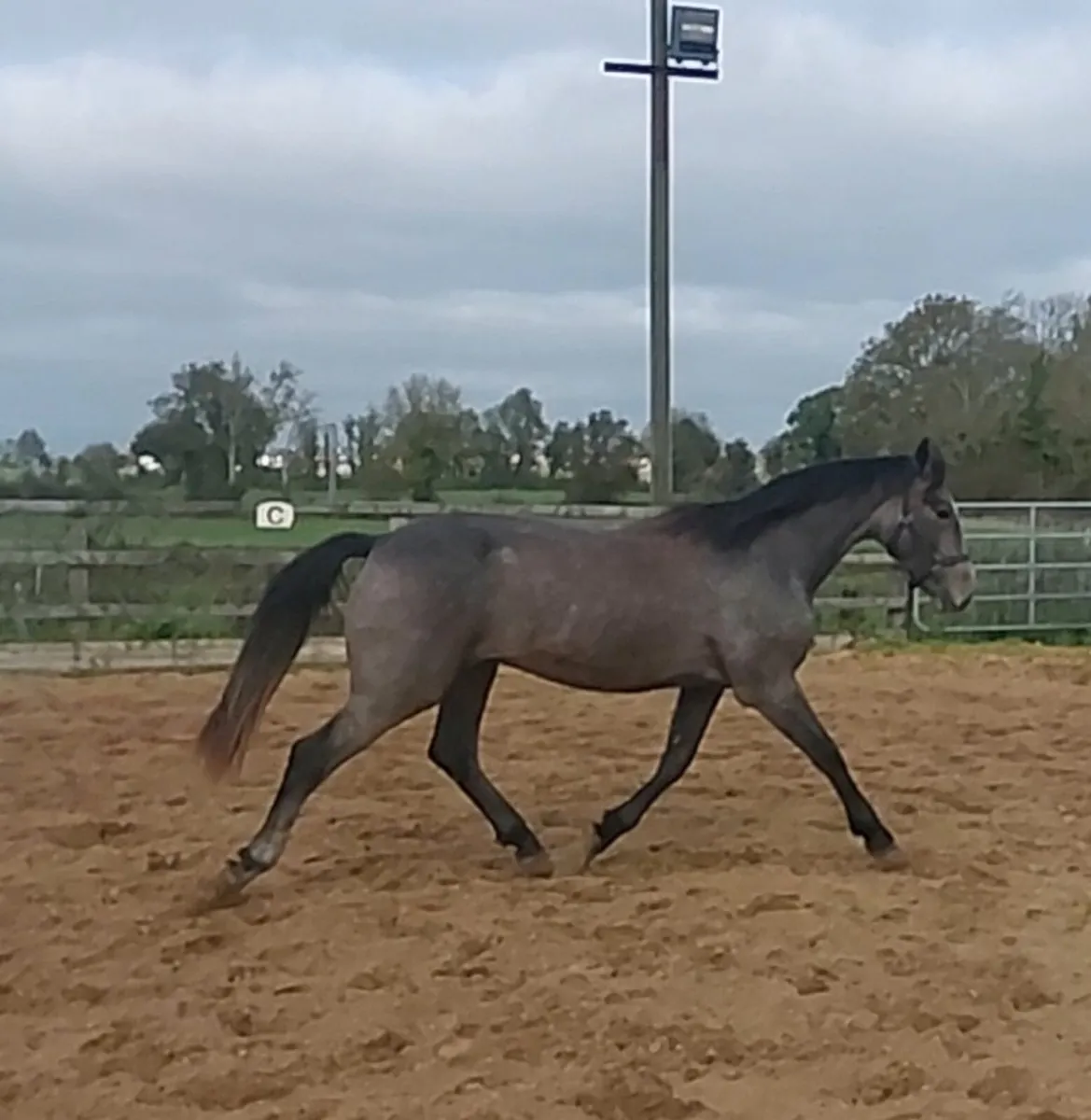 Traditional Irish horse - Image 2