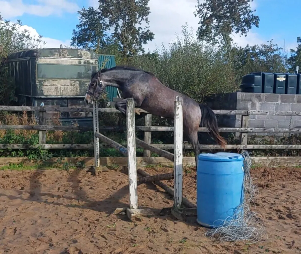 Traditional Irish horse - Image 4