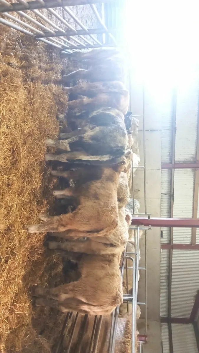 Charolais Bull Weanlings - Image 2