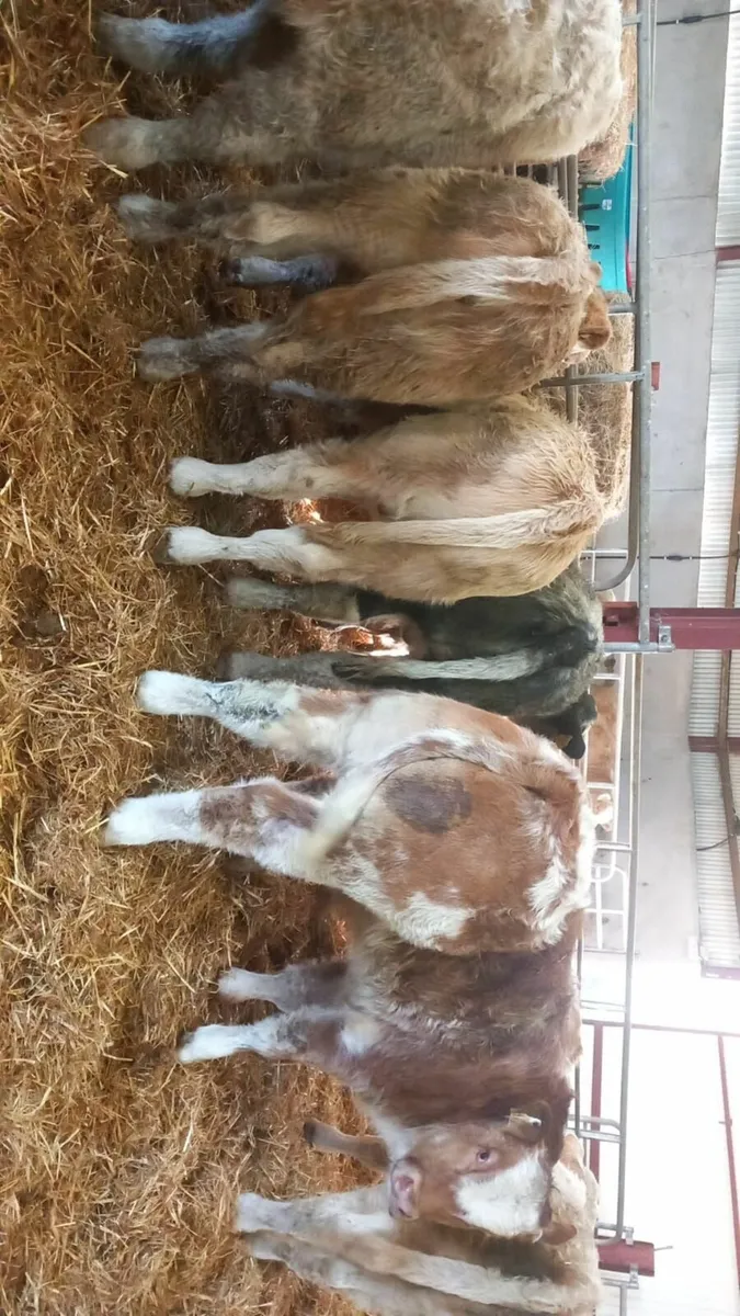 Charolais Bull Weanlings - Image 1