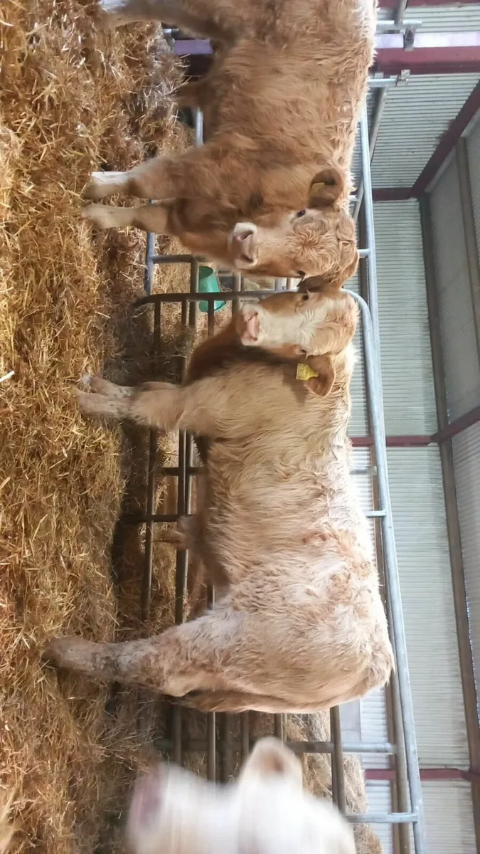 Charolais Bull Weanlings - Image 3